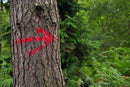 Seta vermelha desenhada numa árvore com o Spray Marcação Temporária da Montana Colors. Este spray pode ser útil para a marcação de percursos em caminhadas ou provas de trail, corta-mato ou btt.